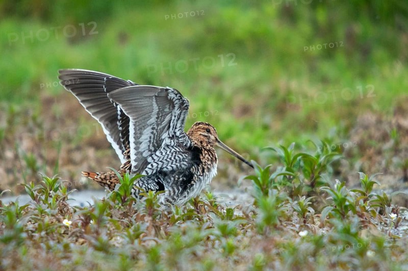 Common snipe, gallinago gallinago, snipe, bath, birds, charadriiformes, limikolen, snipe birds, scolopacidae, birds, waders, waders