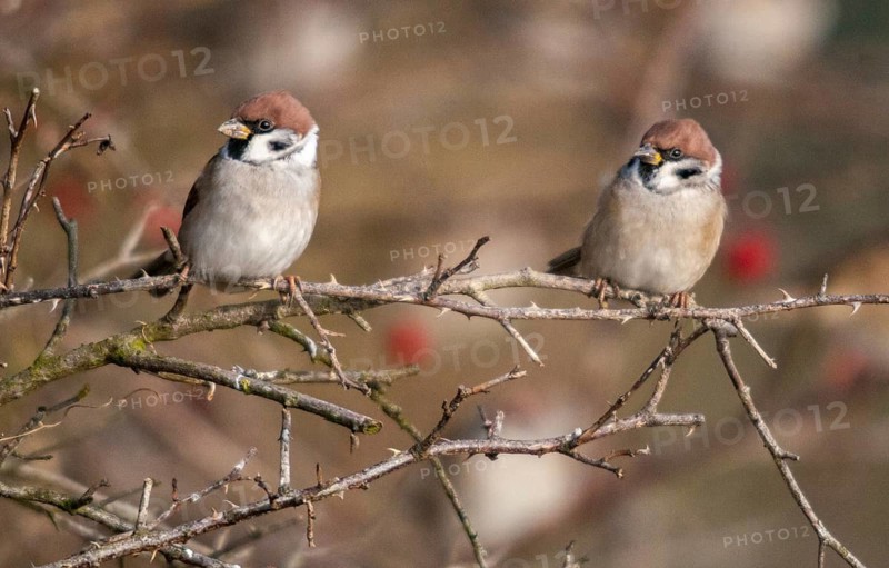 Tree Sparrow, Passer Montanus, Sparrow, Tree Sparrow, Autumn, Birds, Hedge, Autumn, Passeri, Songbirds, Sparrow, Sparrow, Sparrow, Sparrow, Sparrow, Sparrow, Sparrow, Birds