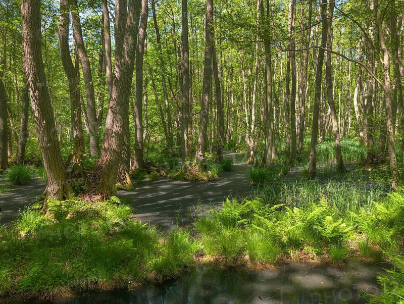 Urwald Darß Baltic Sea Germany