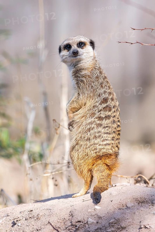 Meerkat (Suricata suricatta) standing sweet and curious in the desert, captive, occurrence Africa