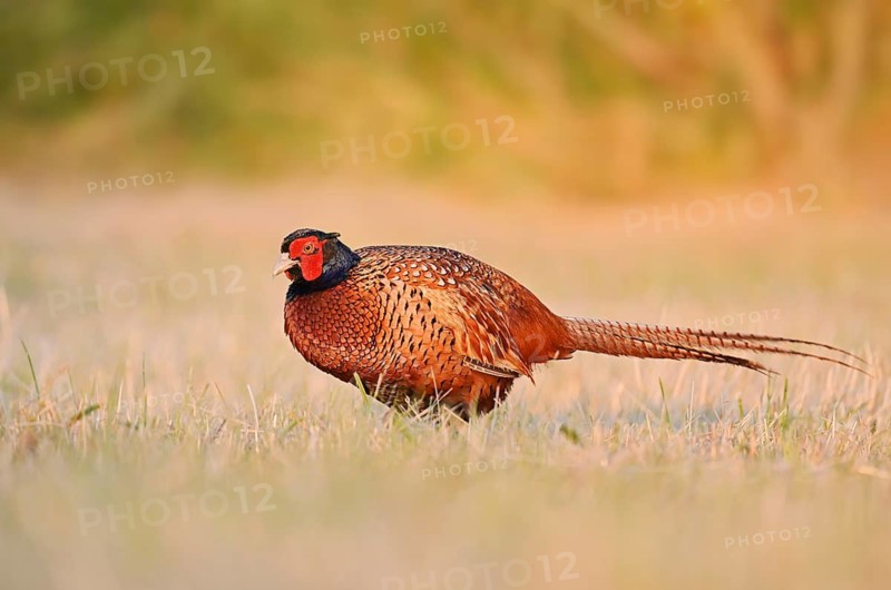 Hunting pheasant (Phasianus colchicus), cock standing in a meadow, North Rhine-Westphalia, Germany