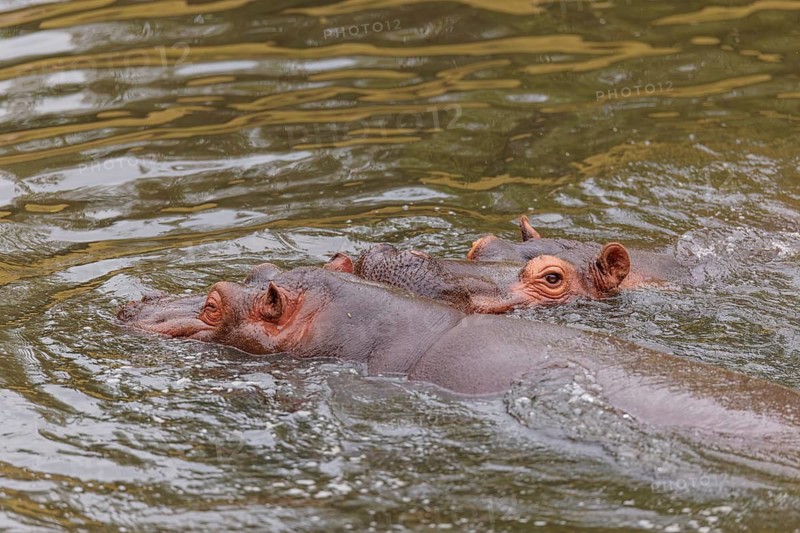 A young hippopotamus (Hippopotamus amphibius) plays in the water with its mother. Democratic Republic of the Congo, Uganda, Tanzania, Kenya, Ethiopia, Somalia, Sudan, Gambia, South Africa