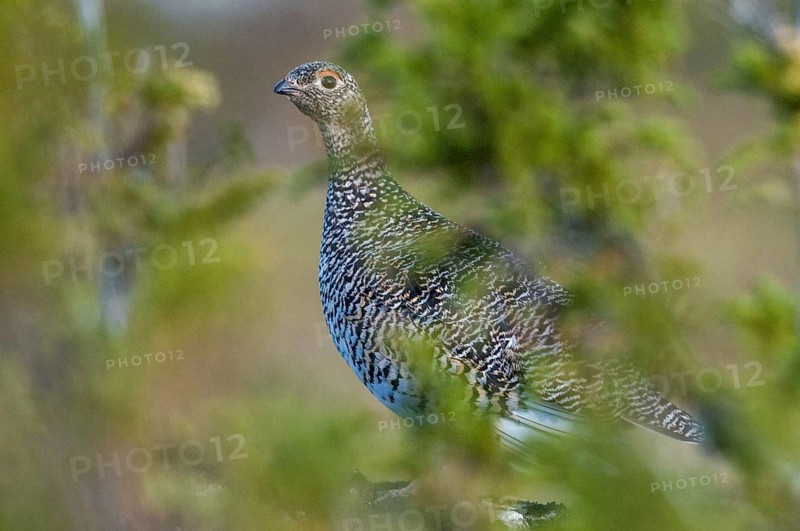 Alpine ptarmigan, Finland, Lagopus muta, Lagopus mutus, Ptarmigan, Birds, Chickens, Female, Galliformes, Chicken, Chicken birds, Roughfoods, Rock Ptarmigan, Tetraonidae, birds