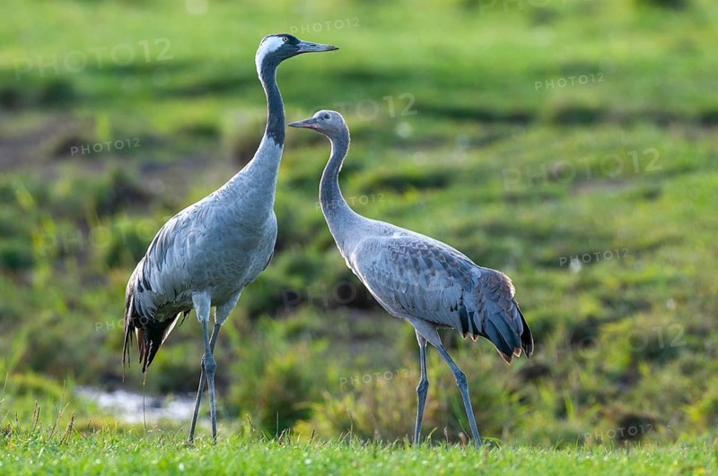 Cranes (Grus grus) leading their young across a meadow, Groß Mohrdorf, Lower Saxony, Germany