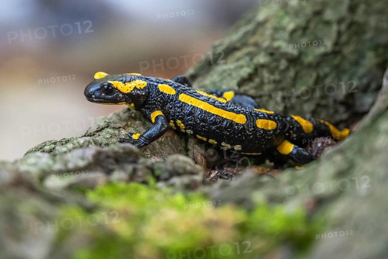 Fire salamander (Salamandra salamandra), Ilsenburg, Saxony-Anhalt, Germany