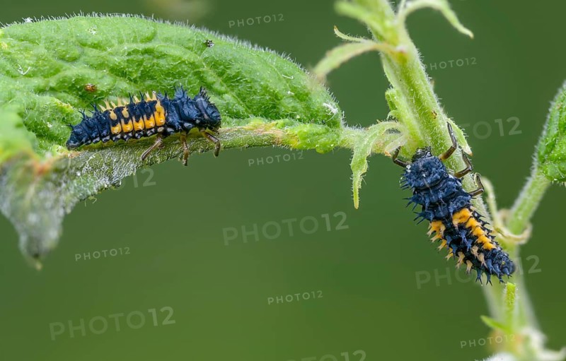 Asian ladybeetle, Asian ladybug, coccinellidae, coccinellinae, harlequin ladybug, harmonia axyridis, ladybug, beetle, coleoptera, harlequin, insects, beetle, larva, multicolored Asian