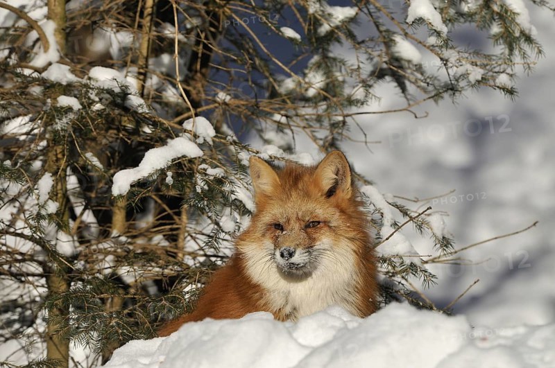 Red fox, animal, animals, beast of prey, beasts of prey, camera view, eye contact, canids, carnivores, carnivores, carnivores, an animal, individual animal, single animal, eye contact, mythical animal, fauna, fauna of Germany, fauna of Germany, frontal, frontal view, fox, foxes, furred game, game animals, ground game, head and portrait, head and shoulders portraits, head shot, head shots, headshots, portrait format, dog-type, season, seasons, head and shoulder portrait, head and shoulder portraits, looking at camera, looking toward camera, mammal, mammals, one animal, portrait, portrait photography, portrait photo, portrait photos, portraits, portrait, portrait photography, portrait photography, portrait photo, portrait photos, portraits, predator, predators, predators, predators, predators, predators, predators, predators, red foxes, mammal, mammals, snow, season, seasons, single animal, single animals, snow, animal, animals, vertical format, from the front, front