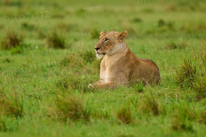 A lioness lies peacefully in the green grass of the savannah, lioness (Panthera leo), Masai Mara National Reserve, Narok County, Kenya