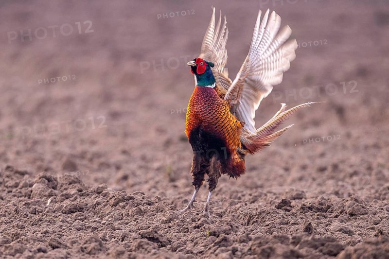 Courting pheasant (Common Pheasant), Dümmer, Lembruch, Lower Saxony, Germany