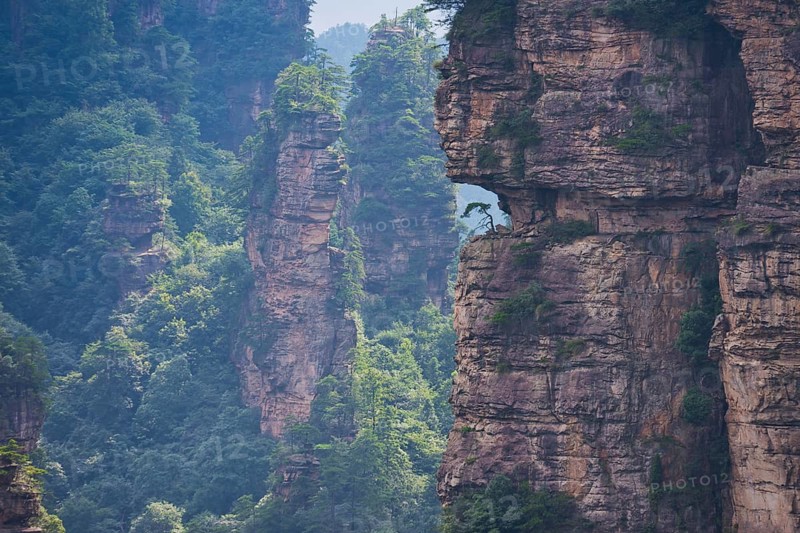 Weather pine on one of the sandstone pillars, panoramic view of the quartz sandstone pillars of the Tianzi Mountains in Zhangjiajie National Park, Avatar Mountains, Halleluja Mountains, Wulingyuan, Yuanjiajie, Hunan Province, China