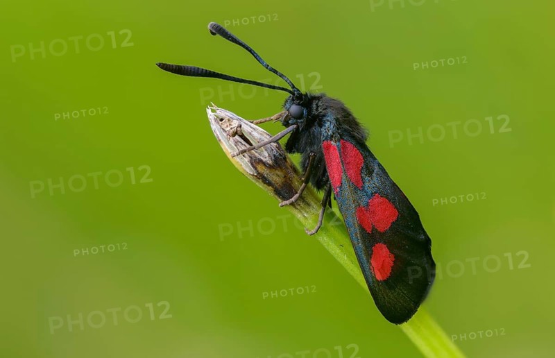Wetland ram, five-spot burnet, clover ram, marsh horn clover ram, zygaena trifolii, blood droplets, butterfly, insects, moths, moths, moths, moths, moths, moths, ram
