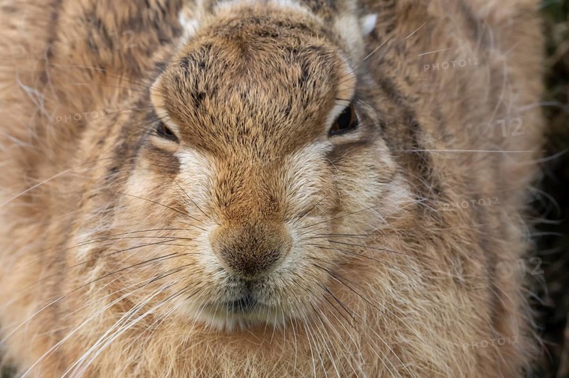 European brown hare (Lepus europaeus) adult animal head portrait, England, United Kingdom