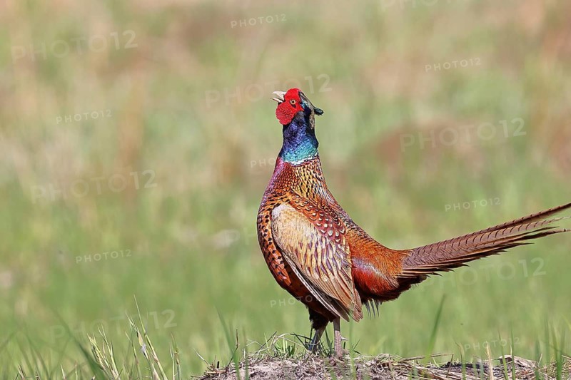 Pheasant, common pheasant (Phasianus colchicus), adult male bird displaying in a meadow, territorial boundary, wildlife, Lembruch, Ochsen Moor, Dümmer nature park Park, Lower Saxony, Germany