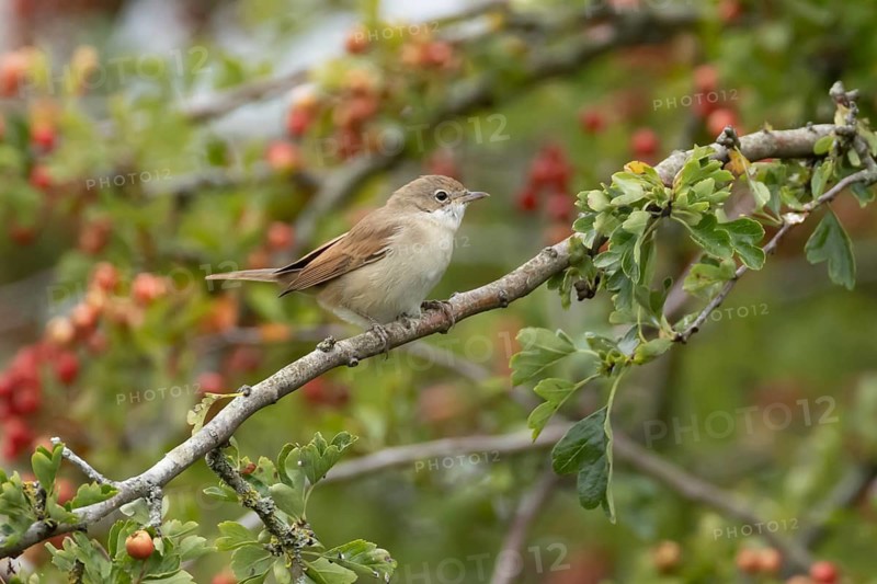 Common whitethroat (Curruca communis) adult bird in a hawthorn tree in a hedgerow with red berries in summer, England, United Kingdom