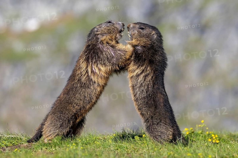 Alpine marmot (Marmota marmota), Heiligenblut, Carinthia, Austria