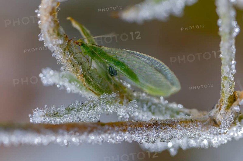 Chrysoperla carnea, lacewing, common lacewing, green lacewing, green lacewing, neuroptera, detail, ice crystals, frost, insects, cold, webwing, hoarfrost, rime, winter