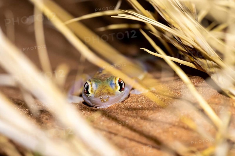 Palmato gecko (Pachydactylus rangei), night shot, NamibRand Nature Reserve, Namib Desert, Namibia