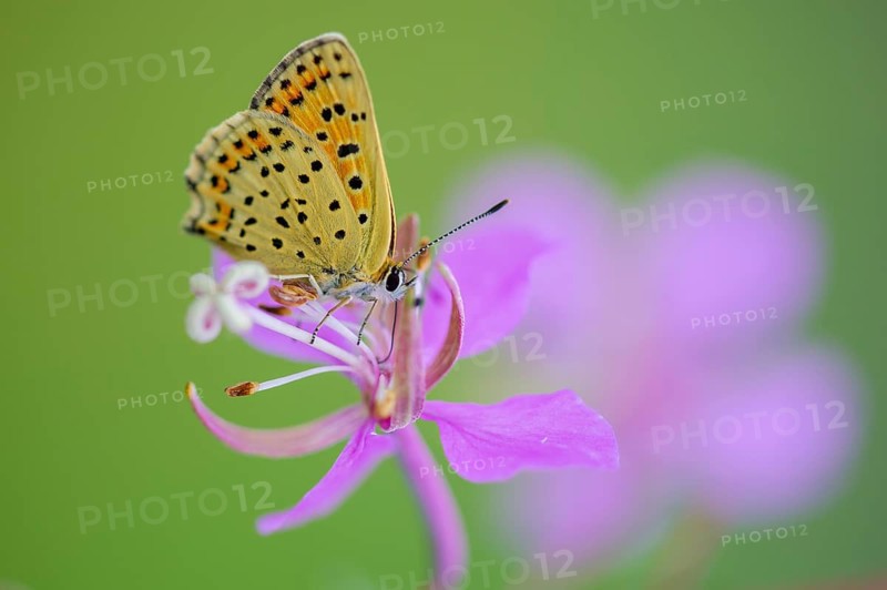 Sooty Copper (Lycaena tityrus), Oldenburg Münsterland, Goldenstedt, Lower Saxony, Germany