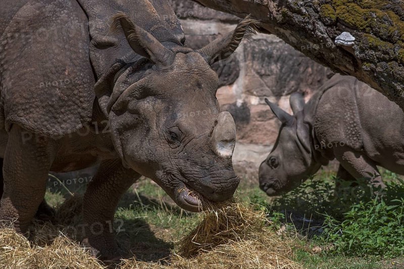 African white rhinoceros (Rhinoceros unicornis) with its calf, Nuremberg Zoo, Middle Franconia, Bavaria, Germany