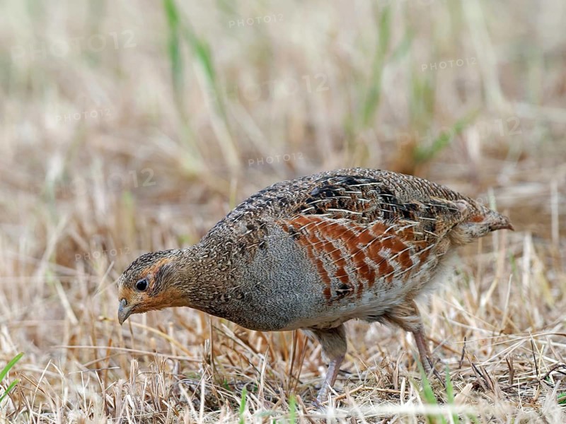 A partridge (Perdix perdix) foraging on a mown meadow, Solms, Hesse, Germany
