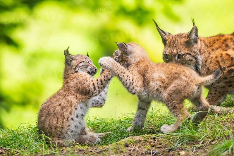 Eurasian lynx (Lynx lynx) mother with her youngsters (cubs) in a forest, Bavaria, Germany