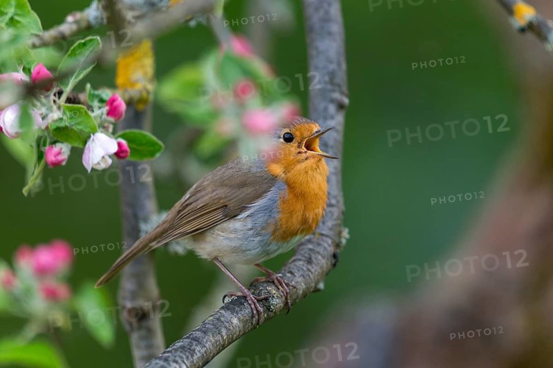 Erithacus rubecula, fruit tree blossoms, robin, robins, birds, call, spring, song, passeri, call, singing, songbirds, jump, birds
