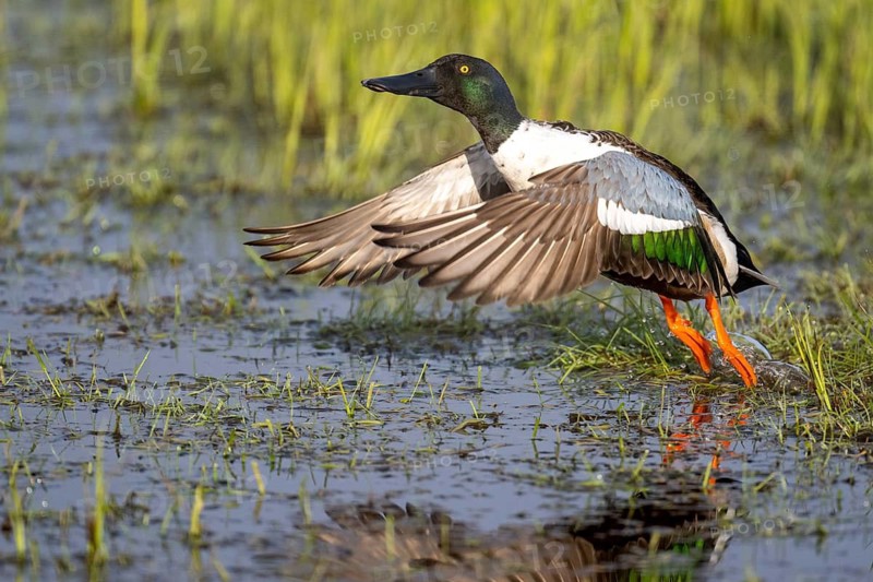Northern Shoveler (Anas clypeata) in flight, Dümmer, Lembruch, Lower Saxony, Germany