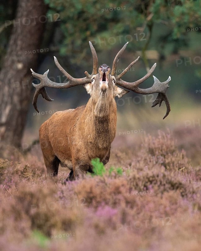 Red deer (Cervus elaphus), Hoenderloo, Gelderland, Netherlands