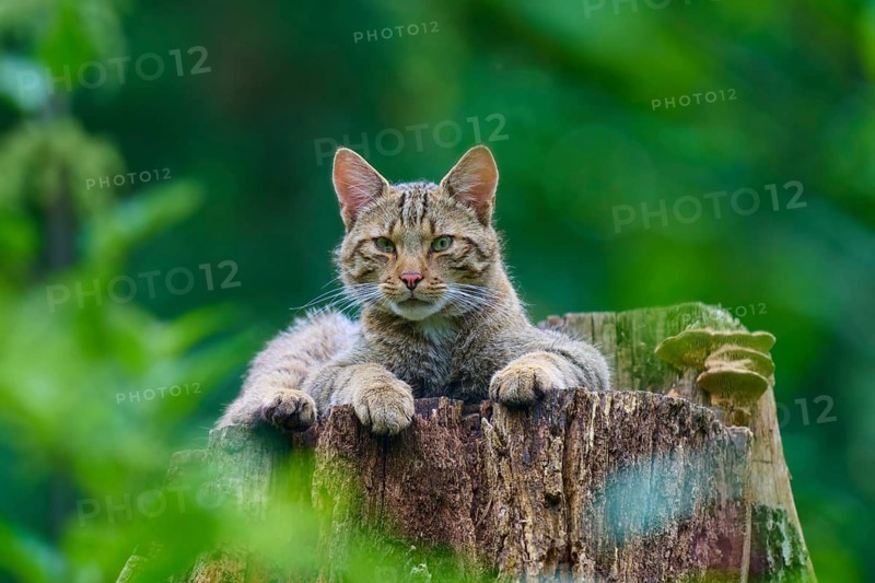 A wildcat surveys its surroundings from a tree trunk, European wildcat (Felis silvestris), Hesse, Germany