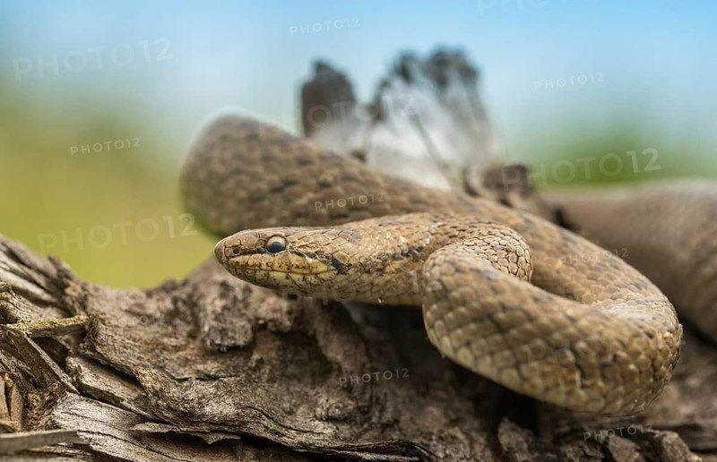 Coronella Austriaca, smooth snake, critters, reptilia, reptilia, reptiles, snakes, snakes