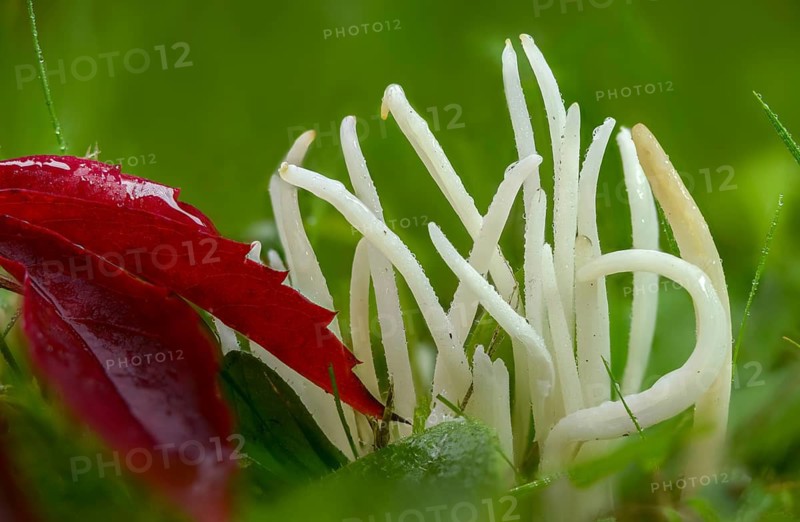 Clavaria fragilis, Clavaria vermicularis, fairy fingers, white spindle, white worm coral, meadow leg, worm-shaped tuft leg, worm-shaped club, worm-shaped meadowleg, fairy fingers, fungi, fungus, mushrooms, white spindles, white worm coral
