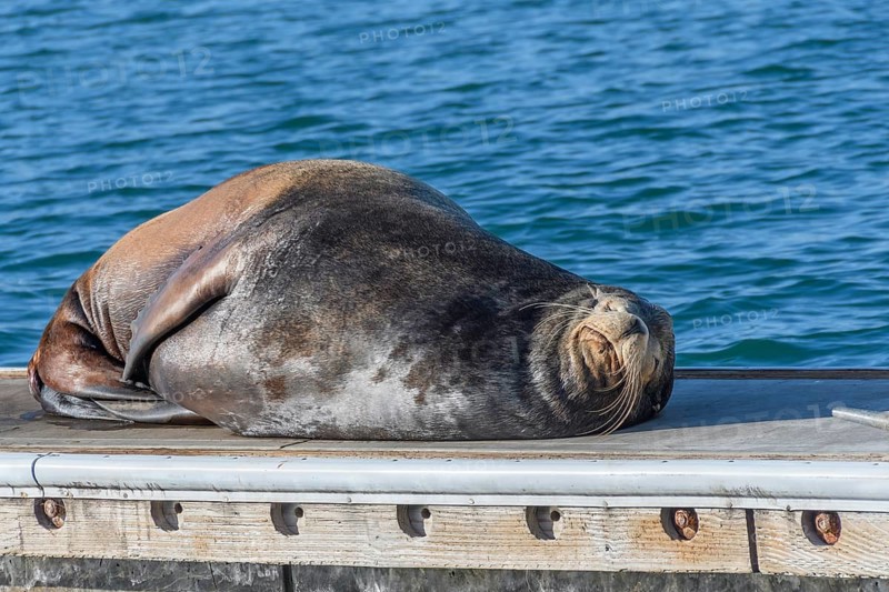 California sea lion, (Zalophus californianus), Oceanside, San Diego County, California, United States, Pacific