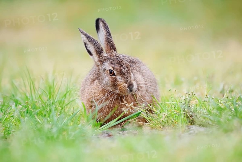 A brown hare (Lepus europaeus) sitting in a meadow, North Rhine-Westphalia, Germany