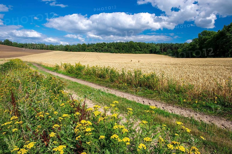 Summer countryside in the Schemder Bergmark, Damme, Lower Saxony, Germany