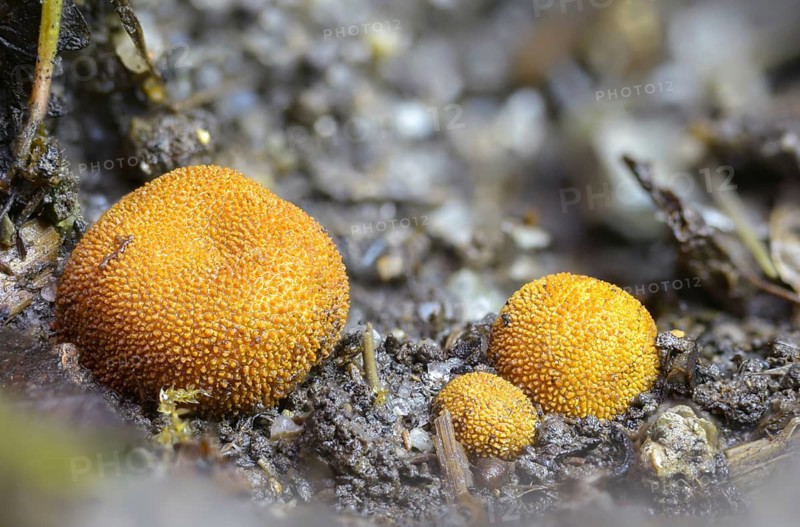 Colorful deer truffles, Elaphomyces muricatus, Elaphomyces variegatus, light brown deer truffles, deer truffles, small warty deer truffles, prickly deer truffles, warty deer truffles, fungi, fungi, mushrooms