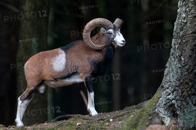 Artiodactyla, even-toed ungulate, mouflon, mouflon, mouflon, ovis gmelini musimon, cloven-hoofed, mammals, sheep, mammals, rams, game