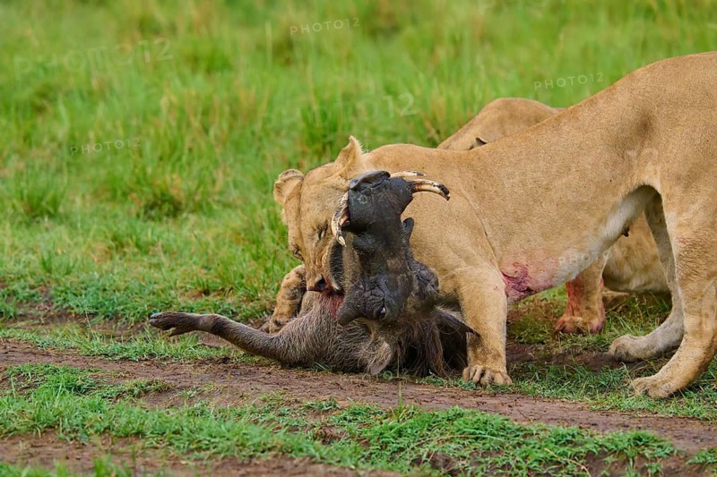 Lion attacking prey against a green backdrop, dynamic scene, warthog (Phacochoerus africanus), lion (Panthera leo), Masai Mara National Reserve, Narok County, Kenya