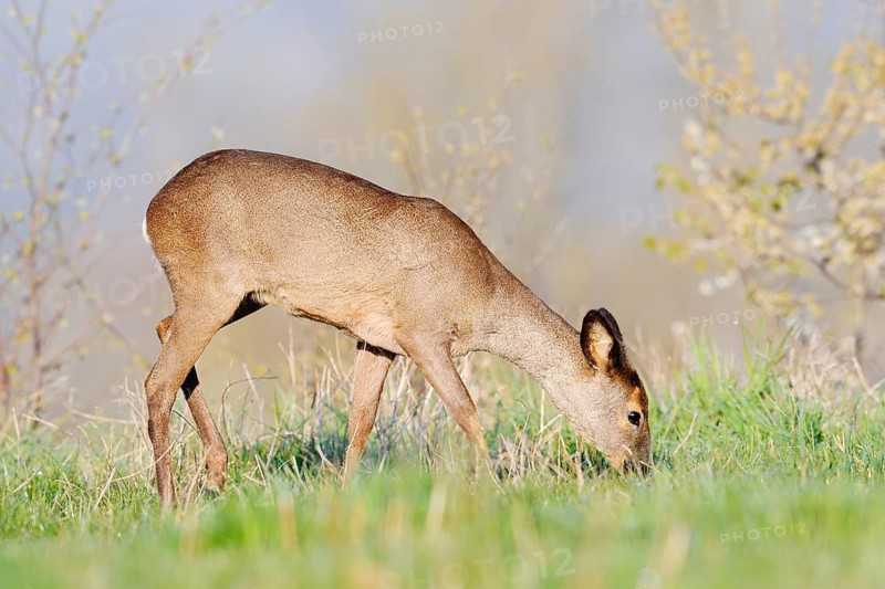 European roe deer (Capreolus capreolus), a doe standing in a meadow feeding, North Rhine-Westphalia, Germany