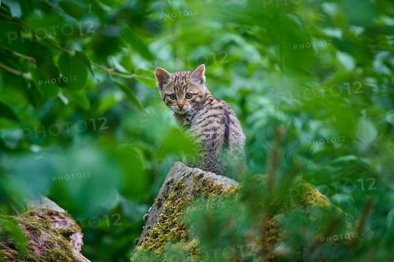 A kitten is sitting on a moss-covered stone and looking around, a young European wildcat (Felis silvestris), Hesse, Germany