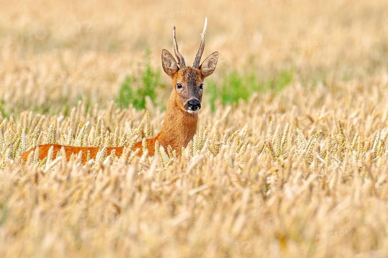 Roe deer (Capreolus capreolus) in a cereal field, close-up, Vechta, Lower Saxony, Germany