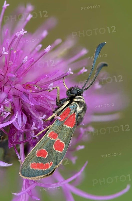 Carniolane burnet, eastern burnet moth, esparset ram, Carniola ram, zygaena carniolica, blood droplets, burnet, butterfly, high size, portrait format, insects, moths, moths, moths, butterfly, ram