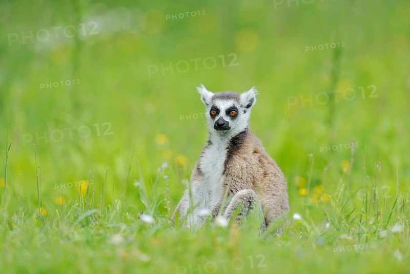 A ring-tailed lemur (Lemur catta) is sitting in a meadow, in captivity, found in Madagascar