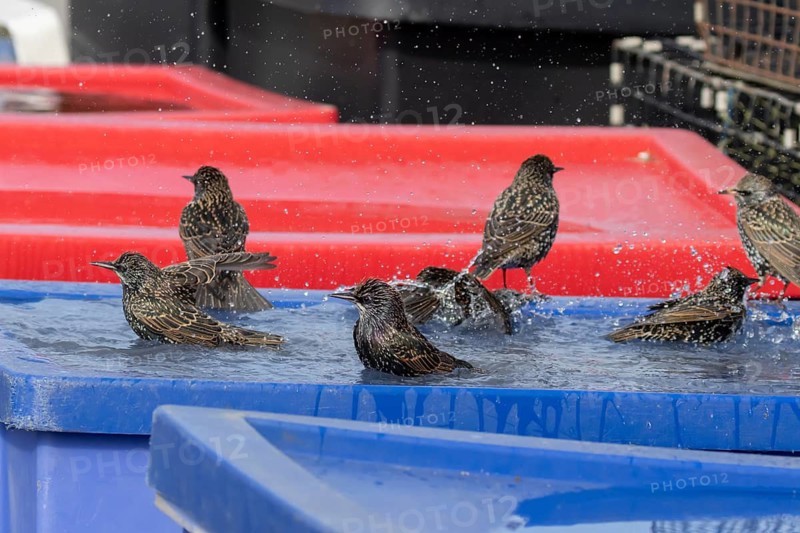 Common starling (Sturnus vulgaris) adult garden birds bathing in water on the lid of a large plastic storage box, England, United Kingdom