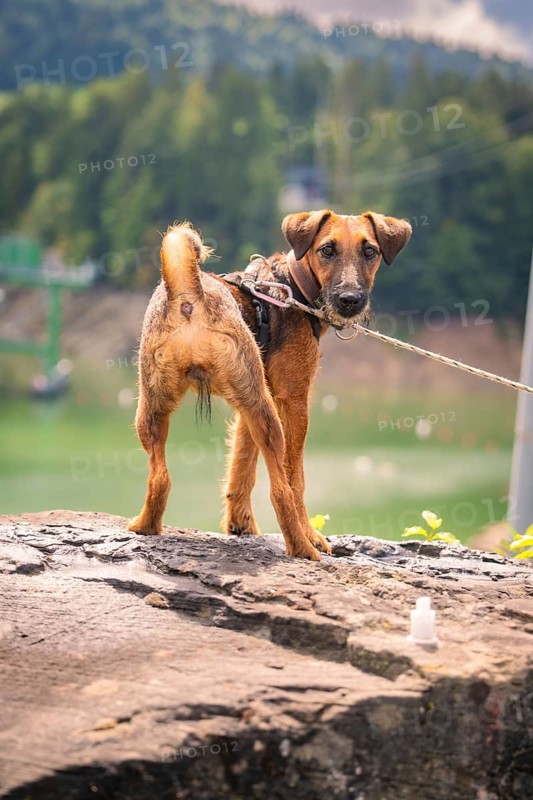 A dog stands on a rock and looks back in a mountainous landscape, Krumbach, Vorarlberg, Austria