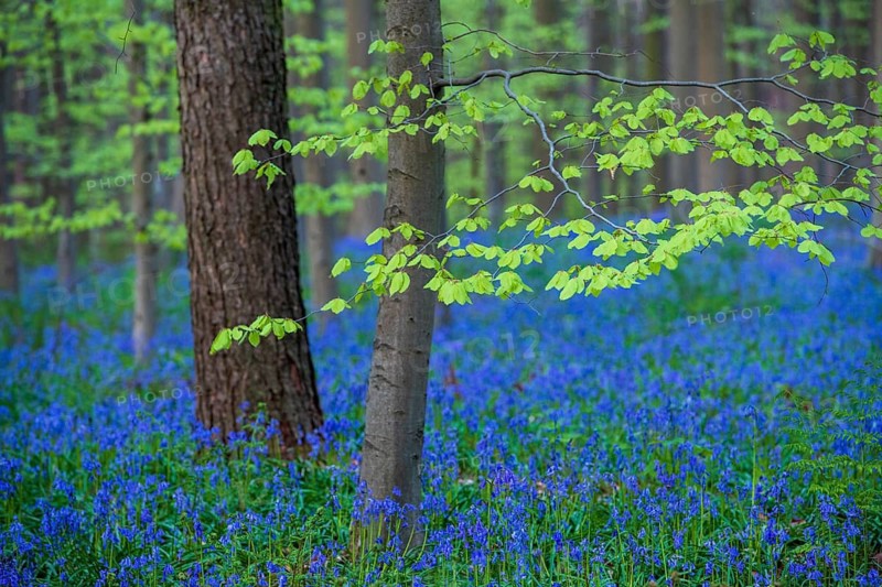 Bluebells (Hyacinthoides) in Hallerbos, woodland, early-flowering plants, Hallerbos, Halle, Belgium