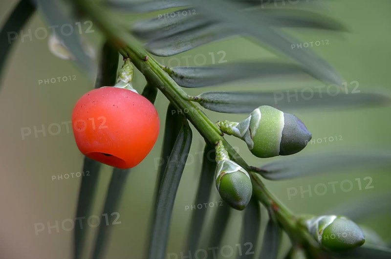 Yew, yew family, European yew, seed coat, taxaceae, taxus baccata, flora, fruit, plants, yew
