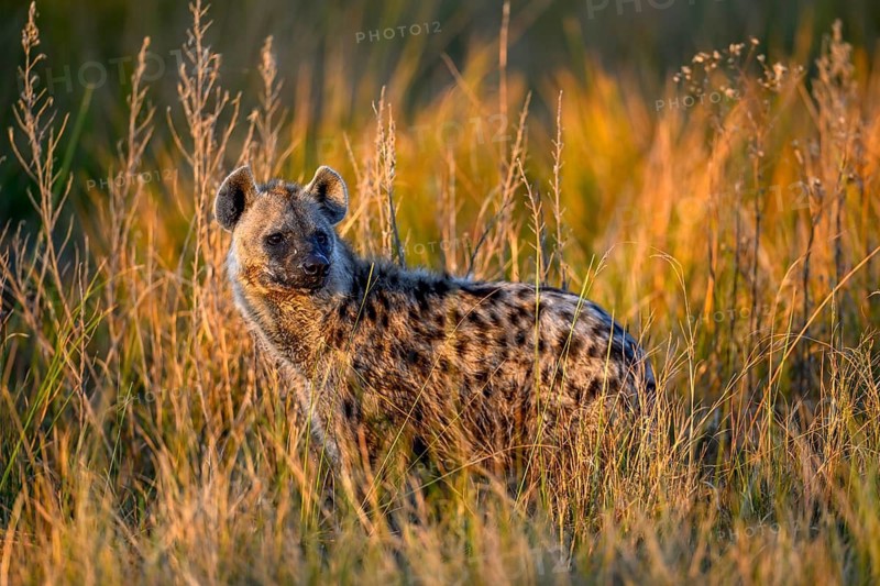 Spotted hyena (Crocuta crocuta) in the tall grass near Atzaró Camp, Okavango Delta, North-West District, Botswana