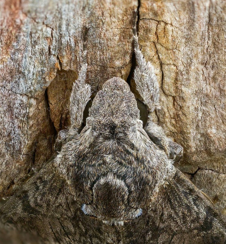 Agrius convolvuli, convolvulus hawk-moth, winch swarmer, high size, portrait format, insects, moths, moths, butterflies
