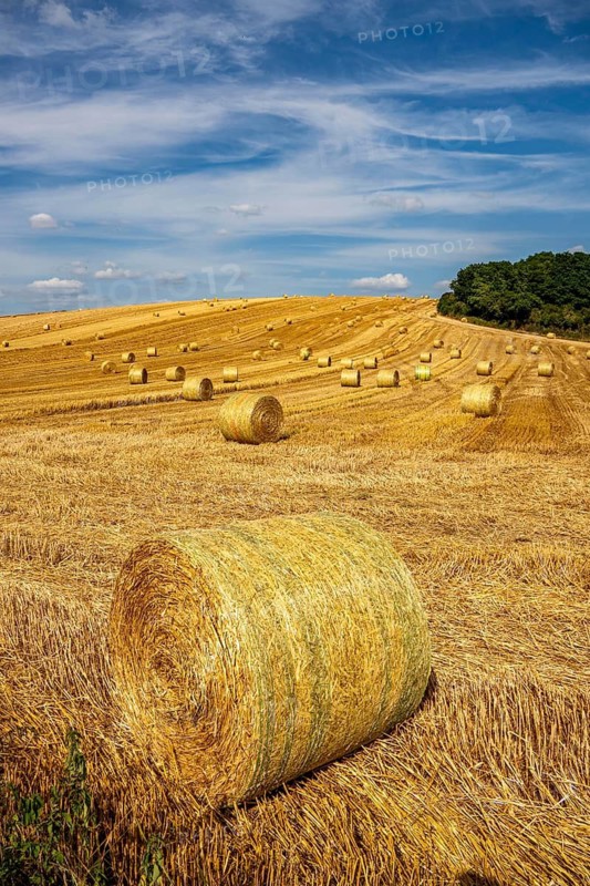 Straw harvest, after harvesting the straw, previously mowed, dried and laid in rows, so-called plumes, is pulled by a round baler, by a tractor, picked up, pressed into compressed bales and placed in the field, used as animal feed, in Mülheim-Menden, Acker an der Mendener Straße, midsummer, harvest at over 30C, Mülheim an der Ruhr, North Rhine-Westphalia, Germany