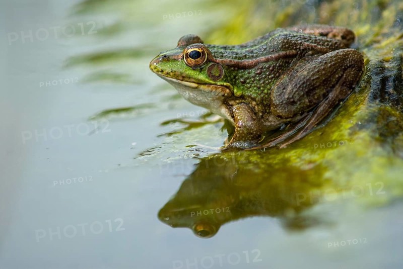 Iberian green frog, Iberian water frog, Pelophylax Perezi, Rana Perezi, amphibians, amphibians, Extremadura, frog, frog, amphibians, Spain